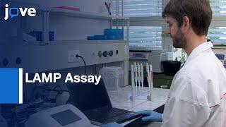 LAMP Assay for Rapid Identification of B. tabaci  Protocol Preview