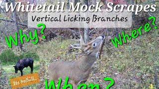 Creating A Vertical Licking Branch and Mock Scrape for Whitetails