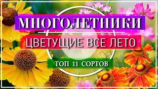 11 ЯРКИХ МНОГОЛЕТНИКОВ Цветущие ВСЁ ЛЕТО  НЕПРИХОТЛИВЫЕ и ОБИЛЬНОЦВЕТУЩИЕ Многолетние Цветы