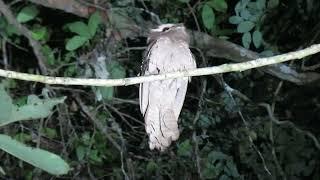 Large Frogmouth Batrachostomus auritus Way Kambas Sumatra Indonesia 30 July 2024 22