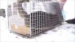 Feral Cat goes crazy Stray Feral Cat Trapping Trap-Neuter-Return