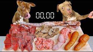 【犬の咀嚼音】今日もお肉や骨をバクバク食べるピットブル