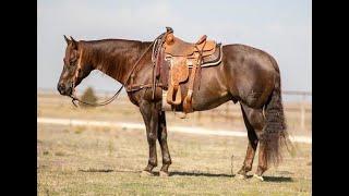 HIGH SELLER at The Horse Sale at Rancho Rio