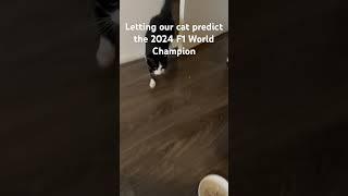 Letting our cat predict the 2024 F1 World Champion - #f1 #cat #verstappen #hamilton