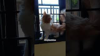 kucing aktif #cat #kucing #funny #diaryzuzucoksu