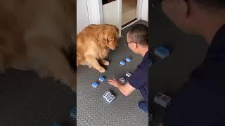 Smart Dog 