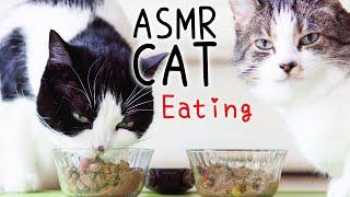  ASMR Cats Eating #91