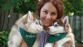 Attempting to bathe a litter of Husky puppies