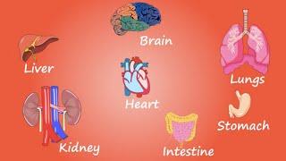 Organs in the human body  Easy to understand animation video
