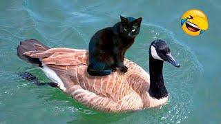 Dont ever mess with a goose  Best Dog & Cat Videos - Aww Funny Animals Compilation 2022