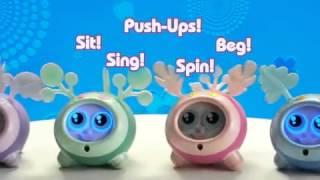 Fijit Yippits  Adorable pets you can train
