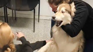 Huskys freaking out when realize he is in the vet  Funny Dogs Reaction