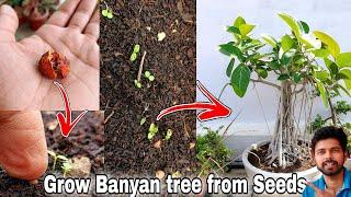 How to grow Banyan Tree from seeds How to grow Ficus from seeds  The One Page