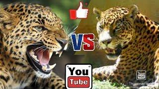 Ягуар против леопарда. Jaguar against Leopard. Животные. Батл животных.