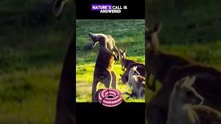 Kangaroos Hilarious Prelude to a Golden Moment #WildlifeWonders