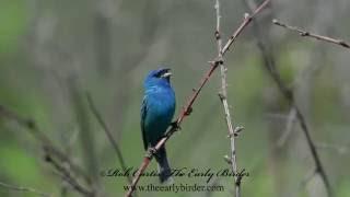 INDIGO BUNTING male  singing  Passerina cyanea