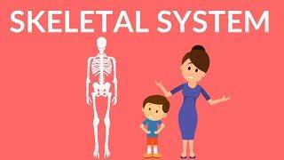 Skeletal System  Human Skeleton