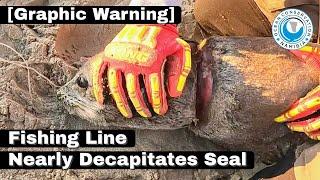 Graphic Warning Fishing Line Nearly Decapitates Seal