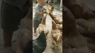 LUCU VIRAL VIDEO BOCIL DI KROYOK AYAM BIKIN NGAKAK