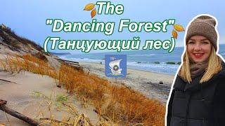  The Dancing Forest at the Curonian Spit in Kaliningrad  Nationalpark & seaside  Ep#13