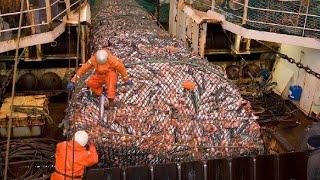 Great How Fishermen Catch Hundreds of Tons of Fish in The Sea How to Process Frozen Fish on Board