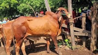 Bonitos Toros de Raza en El Salvador 29082024