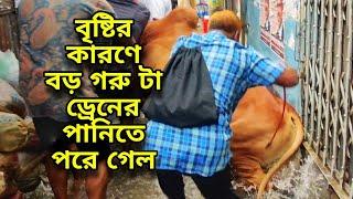 ভাড়ী বৃষ্টির কারণে পুরান ঢাকার কোরবানির গরু গুলো পানি তে দাঁড়িয়ে আছে • Puran Dhaka Qurbani Goru