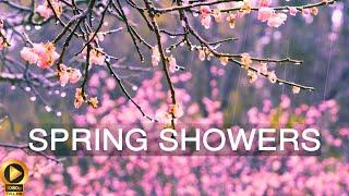 10 Hour  Calming Rainfall on Cherry Blossoms  Rain Sounds for Relaxation & Stress-Relief