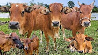 con bò - tổng hợp nhạc con bò sôi động - parody nhạc con bò sôi động - đi chăn bò - bài hát con bò