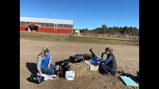 Equine Castration Surgery Day  Troy Equine Services