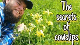 Cowslips - An Edible & Medicinal Herb  Facts Uses & identification Primula veris
