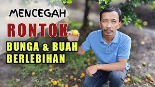 CARA MENCEGAH BUNGA & BUAH AGAR TIDAK RONTOK