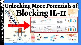 A NOVEL IL-11 Blocker Now In Human Trial Unlocking MORE Potentials of Blocking IL-11