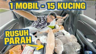 RUSUH PARAH  1 MOBIL DIISI 15 KUCING SEKALIGUS