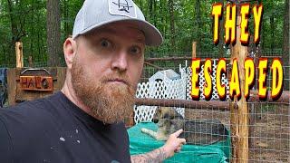 GLAD I SHOWED UP tiny house homesteading off-grid cabin build DIY HOW TO sawmill tractor tiny cabin