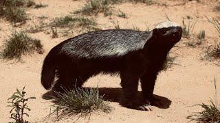 5 Fun Facts About The Ratel