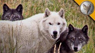 Wolf Pack Meets a Coyote