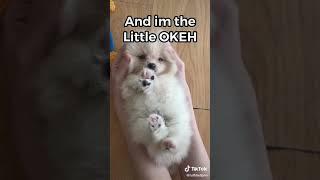 The OKEH Puppy TikTok dog trend #shorts