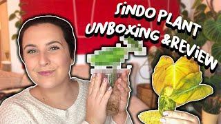 Unboxing Wishlist Plants  Sindo Plant Review