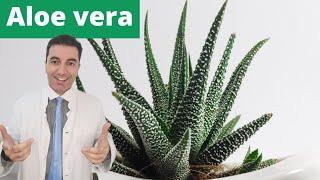 ALOE VERA - nevjerojatna biljka sa zdravstvenim blagodatima koje NEĆETE MOĆI VJEROVATI...