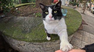 Sweet giant cat asking for affection in his cute little way