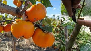 Learn Bark Grafting Technique on Persimmon Tree