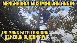 MENJELANG MUSIM HUJAN ANGIN  INI TINDAKAN DI KEBUN DURIAN AW ‼️