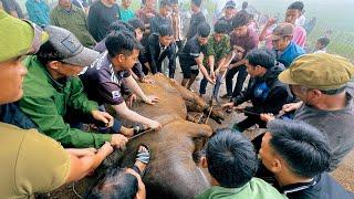 Buffalo Slaughtering - Festival of the Hà Nhì Ethnic People in Northwest Vietnam  SAPA TV