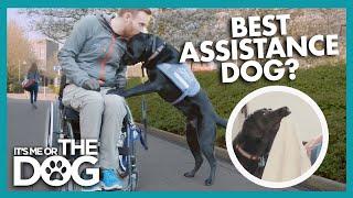 Are Labradors the Best Assistance Dogs?  Its Me or The Dog