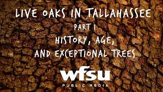 Live Oaks in Tallahassee Part 1  History Age and Exceptional Trees