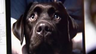 Can dogs sense emotion? - Horizon The Secret Life of the Dog - BBC