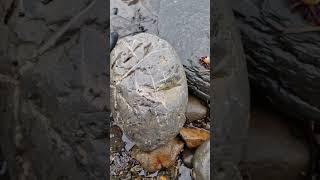 Huuuuuuuuge Nodule with Veins 🪨 #fossilhunting #fossils #sea #rock #shorts #beach #coast