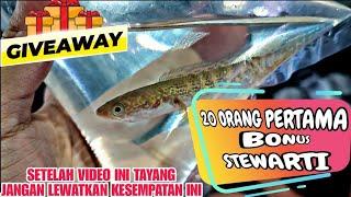 WAHHH  DAPAT BONUS STEWARTI UNTUK 20 ORANG PEMBELI PERTAMA  HARGA IKAN CHANNA DI JATINEGARA