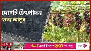 এত ফলন আগে কোথাও দেখিনি  Kurigram  Grape Cultivation  Somoy TV